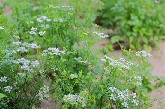 香菜种植技术，掌握六个要点轻松种植