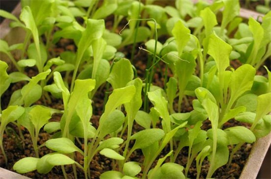 香菜种植技术，掌握六个要点轻松种植