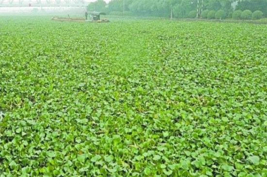 水葫芦种子怎么种植，3个要点轻松种植