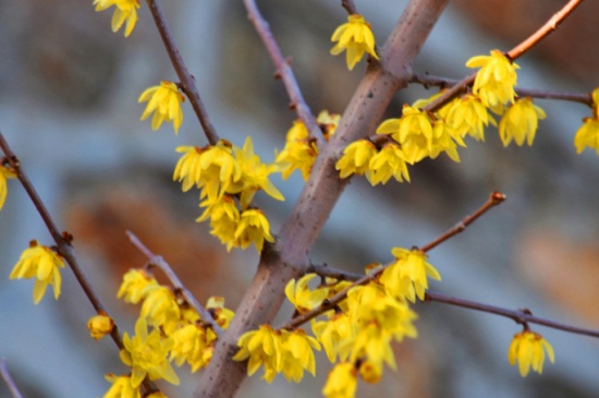 腊梅花什么时候开，主要在11～3月开花