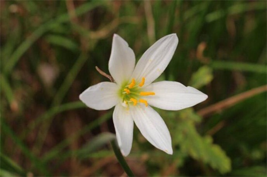 白兰花的花语是什么，纯洁的爱报恩