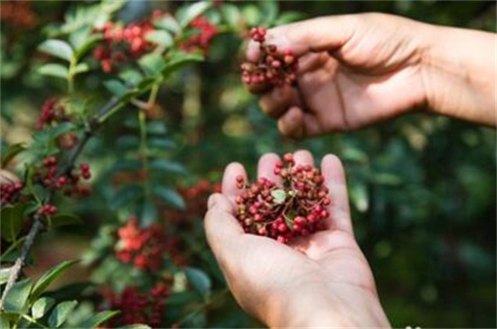 花椒什么时候成熟