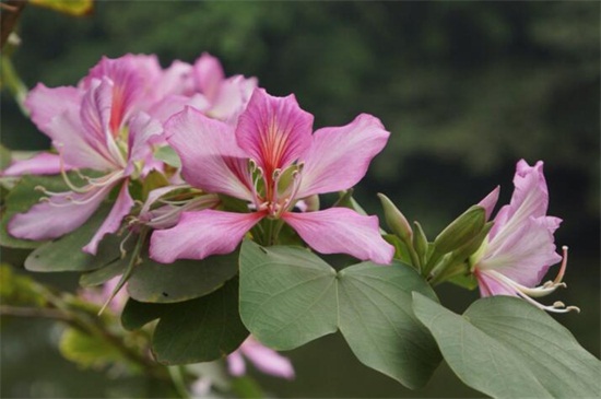 紫荆花花语