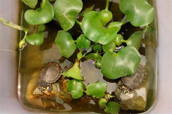 龟缸养什么植物净化水