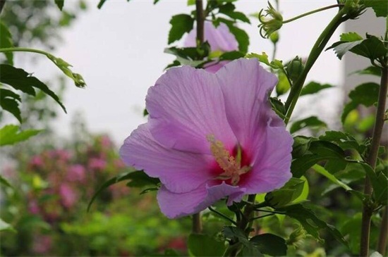 为什么木菊花掉花骨朵，详解四种原因及解决方法