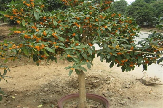 桂花开在什么季节