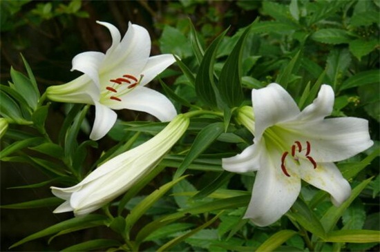 香水百合花语是什么，伟大的爱