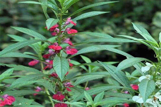 凤仙花不开花怎么办，详解三种解决方法