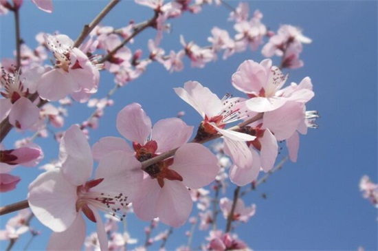 樱花的花语是什么