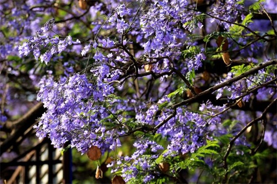 蓝花楹花语