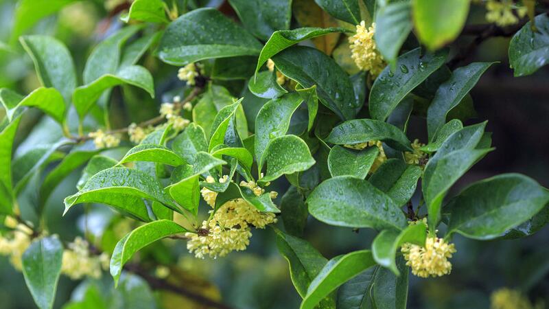 盆栽桂花干叶子怎么办