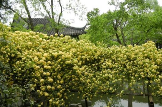 木香花多少钱一棵，5～50元一棵价格不等