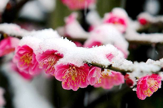 梅花什么时候开花