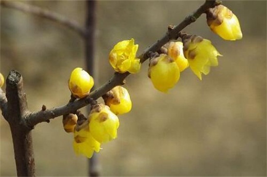 蜡梅花和腊梅花的区别，同种植物可清热解暑