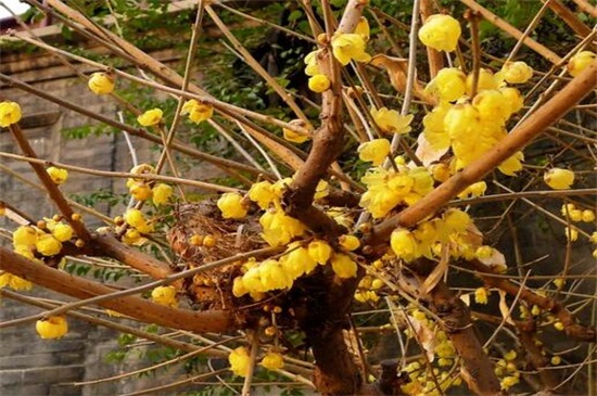 蜡梅花和腊梅花的区别，同种植物可清热解暑