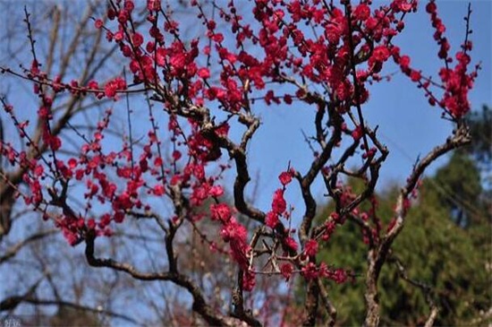 梅花烂根是怎么回事