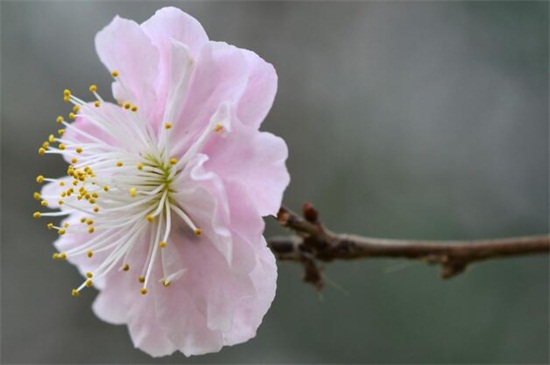 梅花怎样区别于桃花