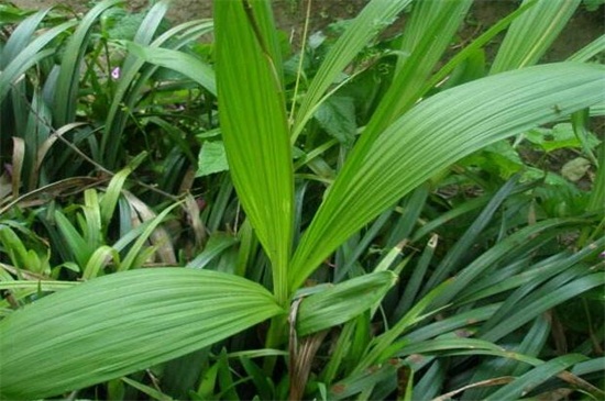 白芨怎么种