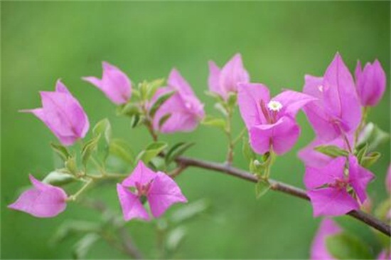 三角梅如何多开花