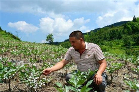 20亩魔芋种植大概利润为多少，一般在10～16万