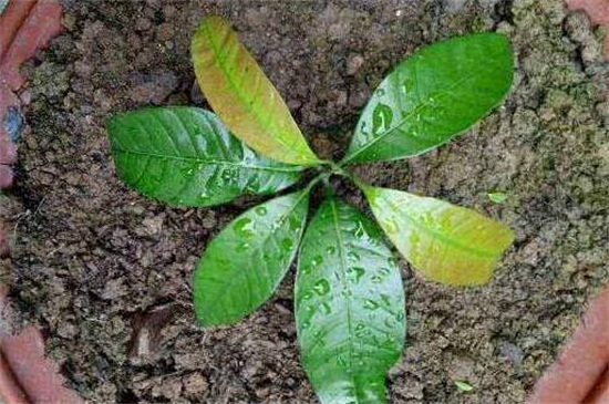 盆栽芒果树如何种植