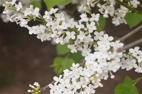 丁香花什么时候开花