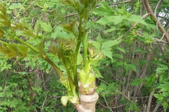 刺老芽怎么种植