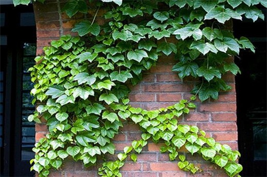 一年四季常绿爬墙植物，养常春藤和绿萝可爬满墙