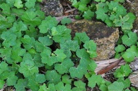 一年四季常绿爬墙植物，养常春藤和绿萝可爬满墙