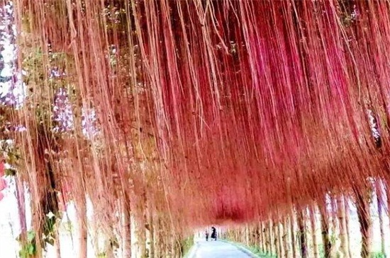 一年四季常绿爬墙植物，养常春藤和绿萝可爬满墙