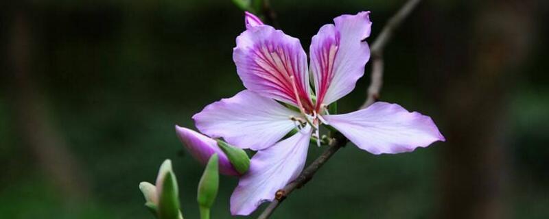 香港的市花是什么花