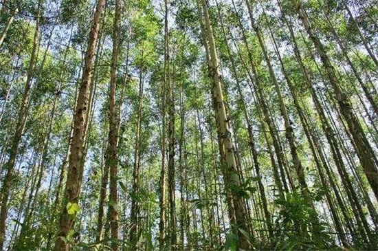 桉树对人体有哪些危害，释放毒气降低抵抗力