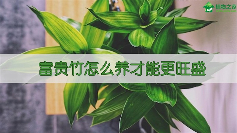 富贵竹怎么养才能更旺盛