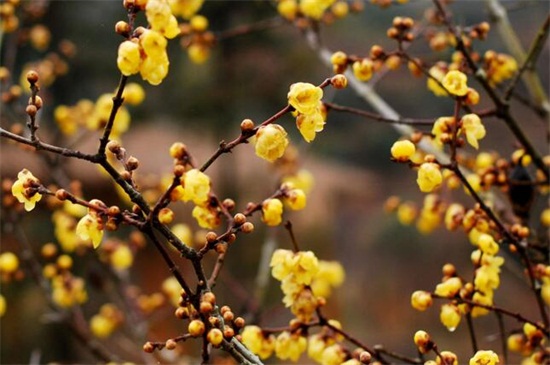 冬天开什么花，盘点10种较耐寒花卉