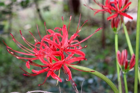 彼岸花的花语