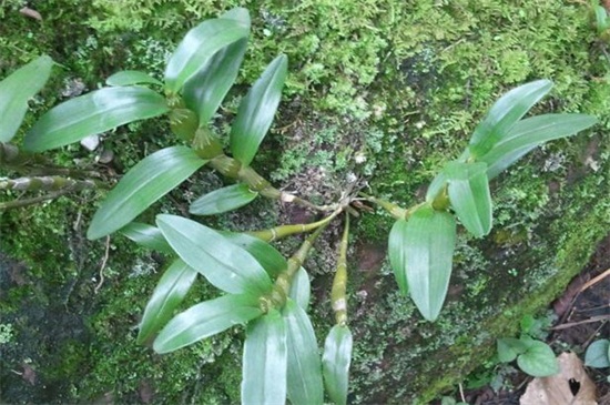 金钗石斛的种植方法