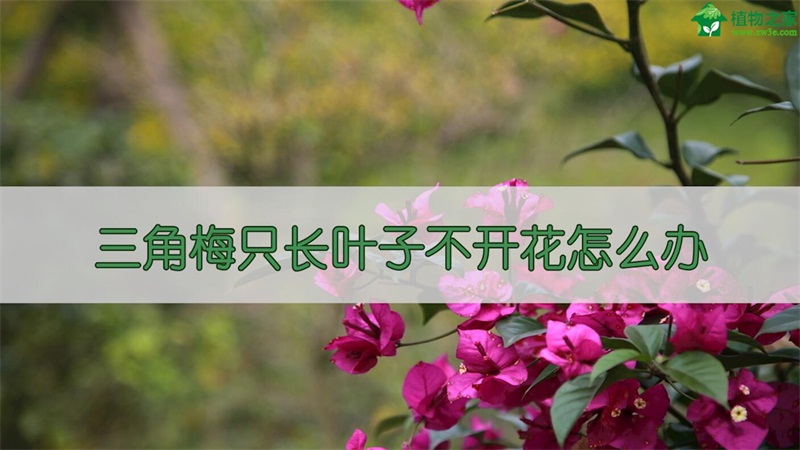 三角梅只长叶子不开花怎么办