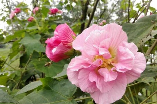 芙蓉花怎么浇水