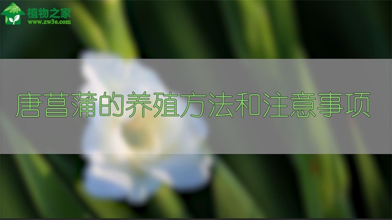 唐菖蒲的养殖方法和注意事项