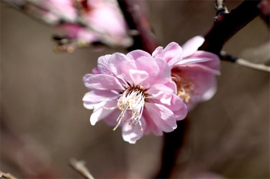 桃花的花语和传说