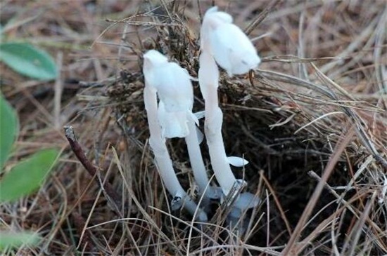 水晶兰是一种什么植物，是鹿蹄草科植物