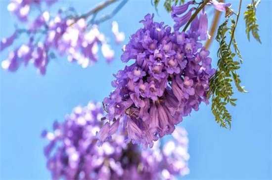 蓝花楹什么时候开花