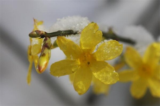 迎春花一年修剪几次