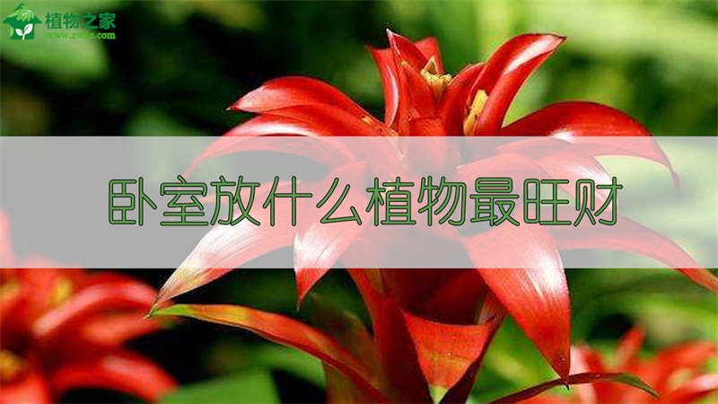 卧室放什么植物最旺财