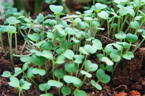 菠菜怎么种植发芽快