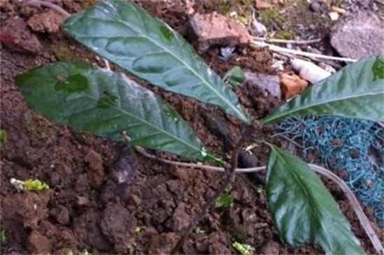 南方枇杷种植技术