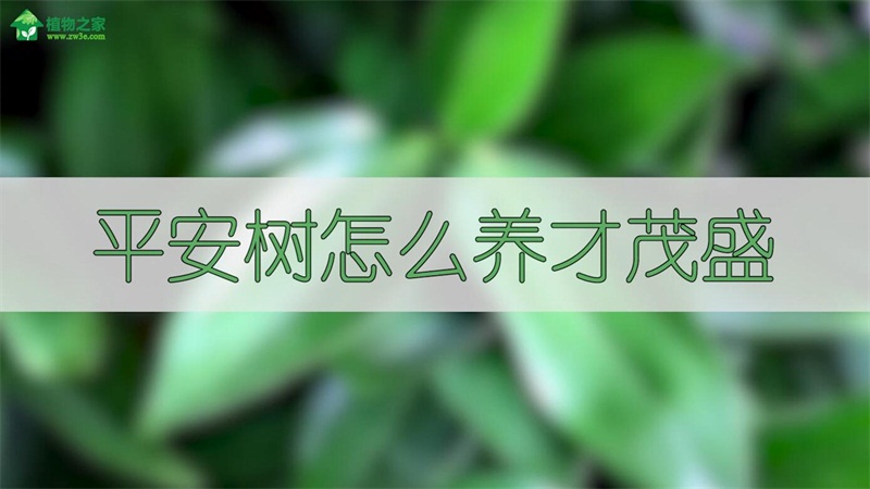 平安树怎么养才茂盛