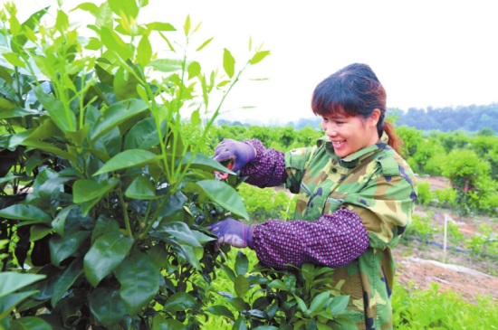 沃柑冬季施肥时间