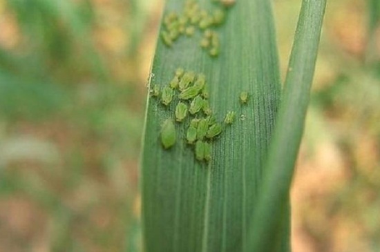 秋葵不开花结果的原因