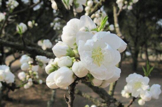 桃花图片